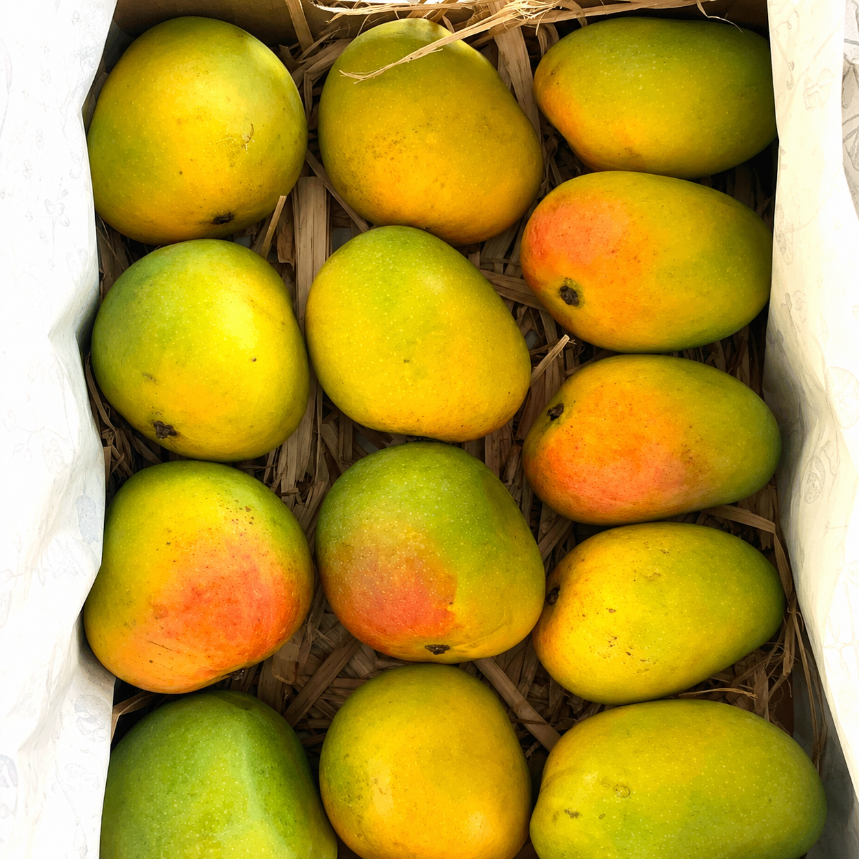 Alphonsa