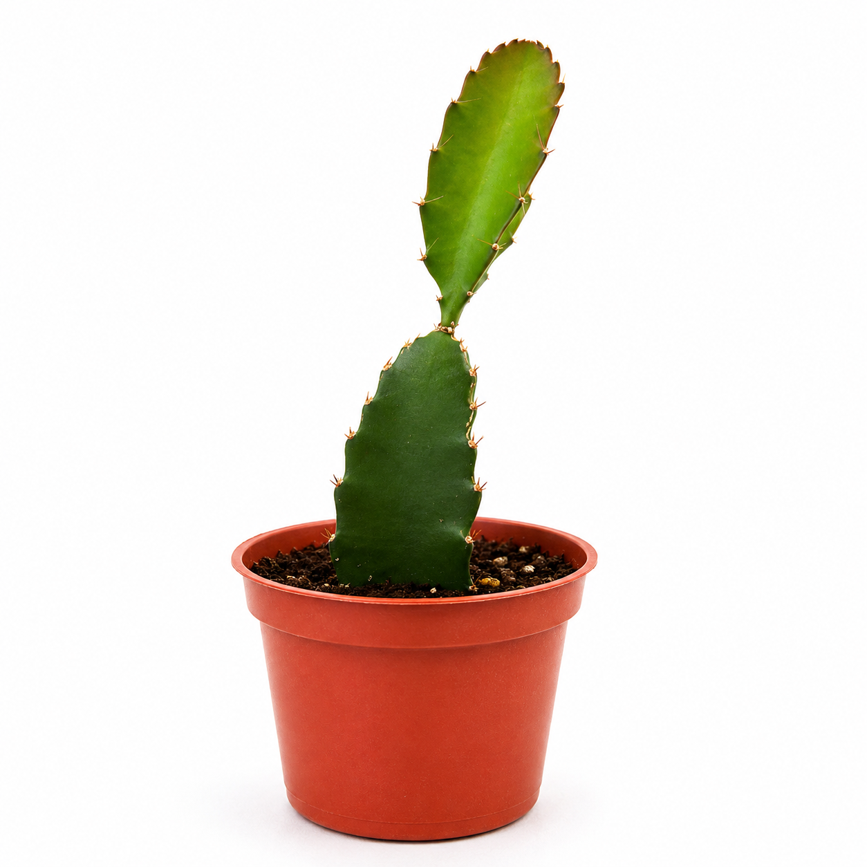 Dragon Fruit Plant