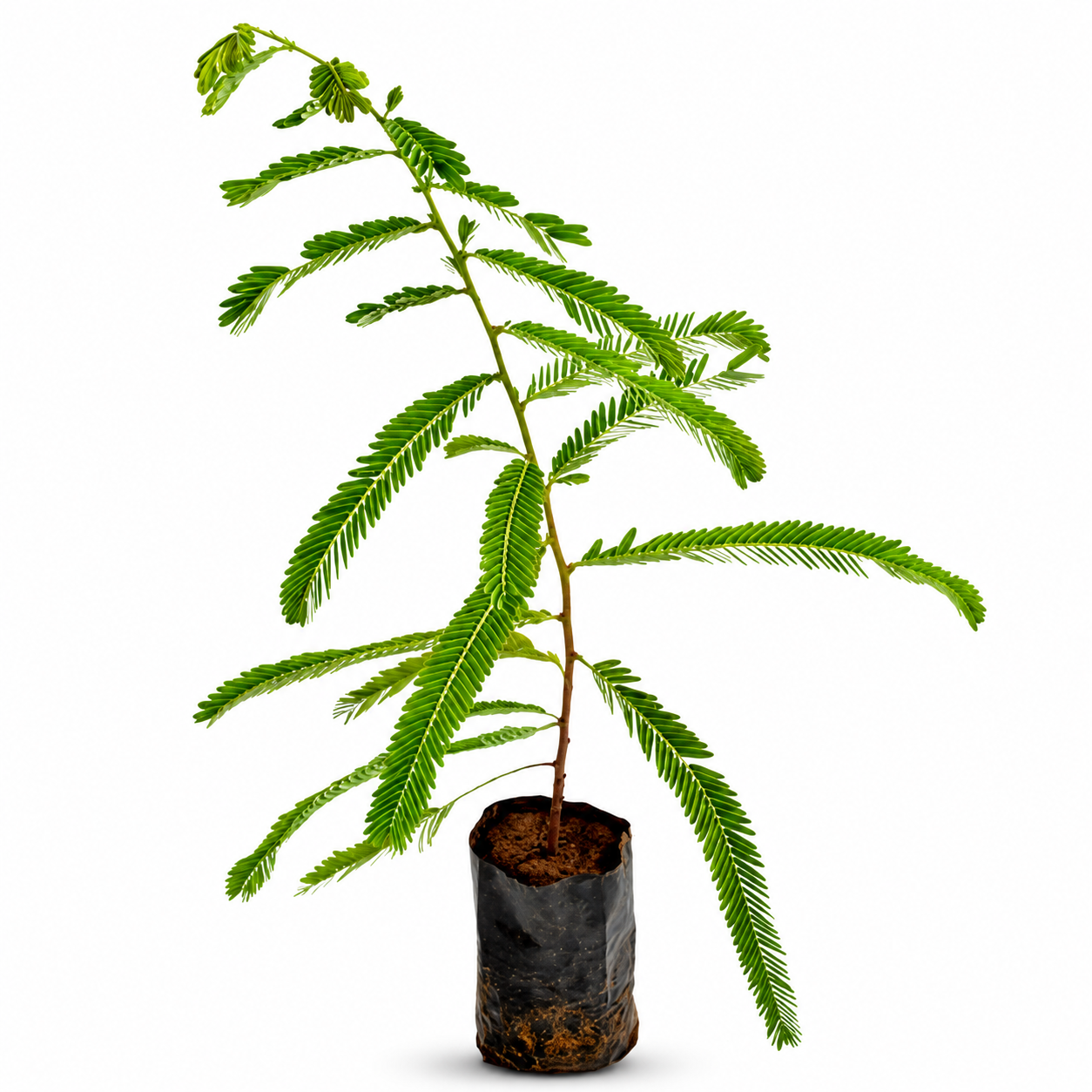 Gooseberry (Nellikai) Sapling