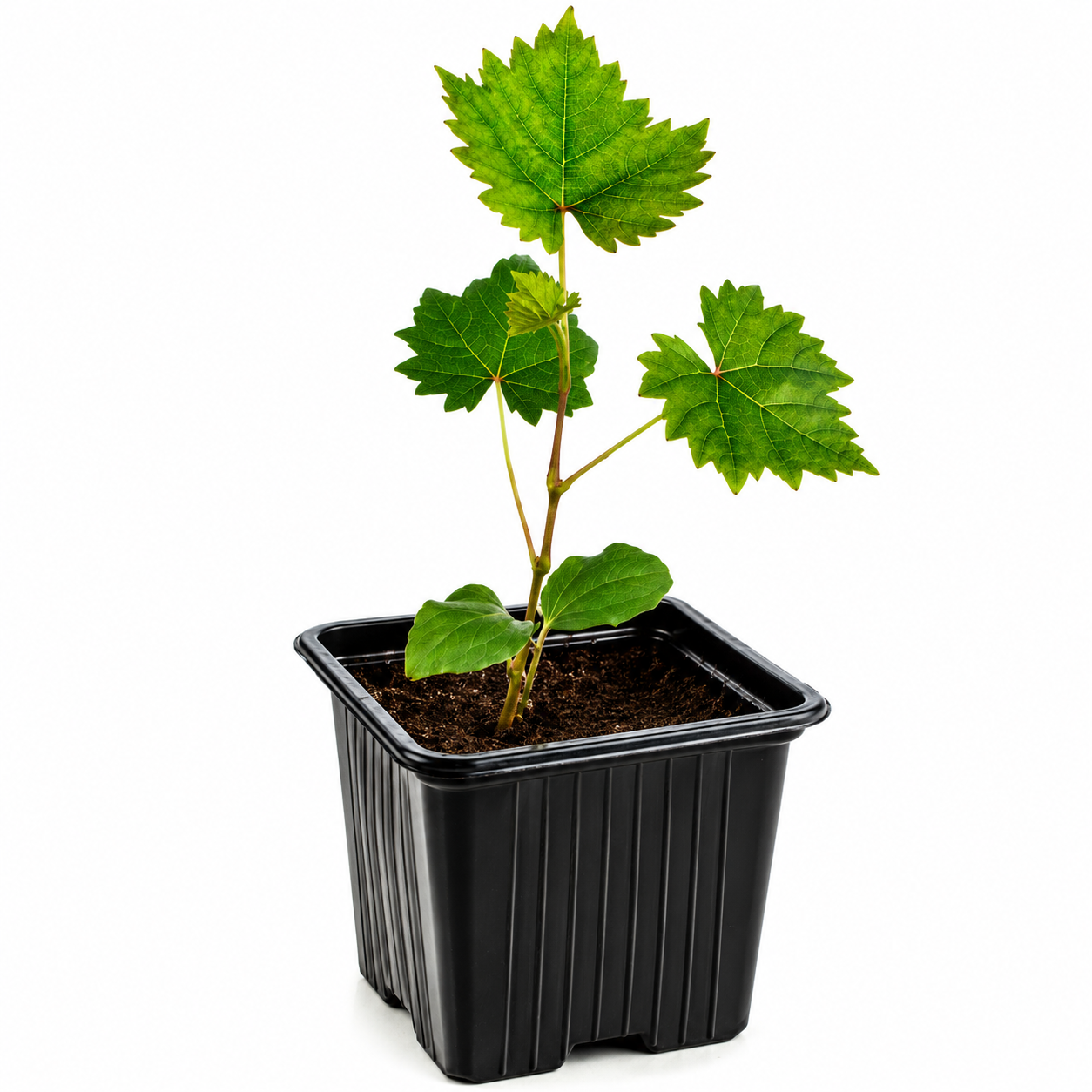 Grapevine Plant