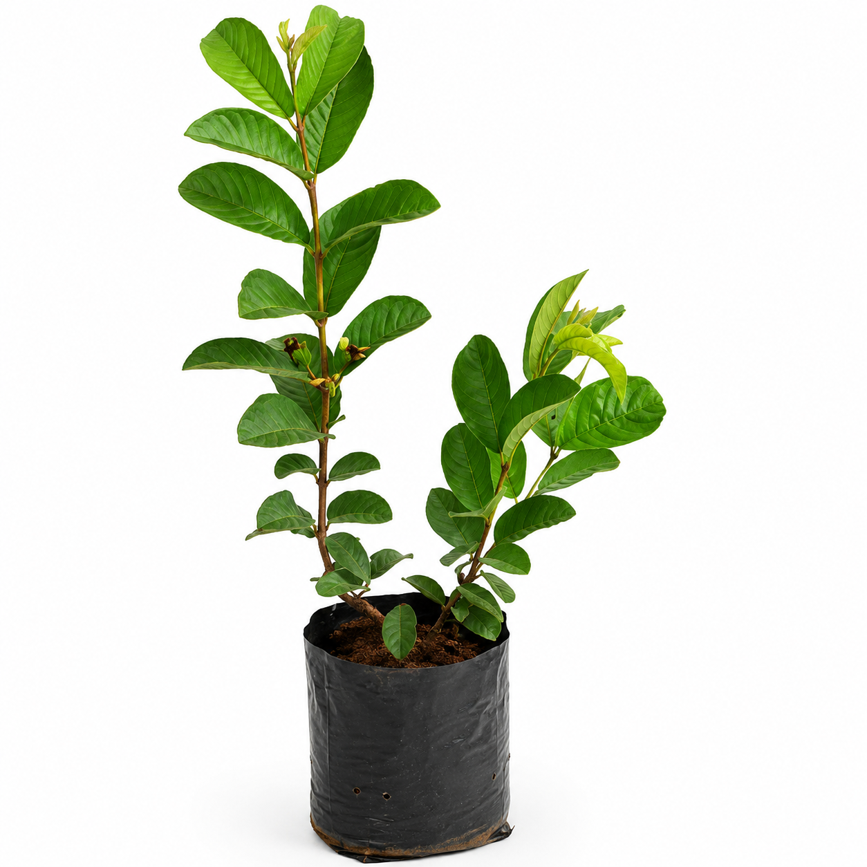 Guava Sapling