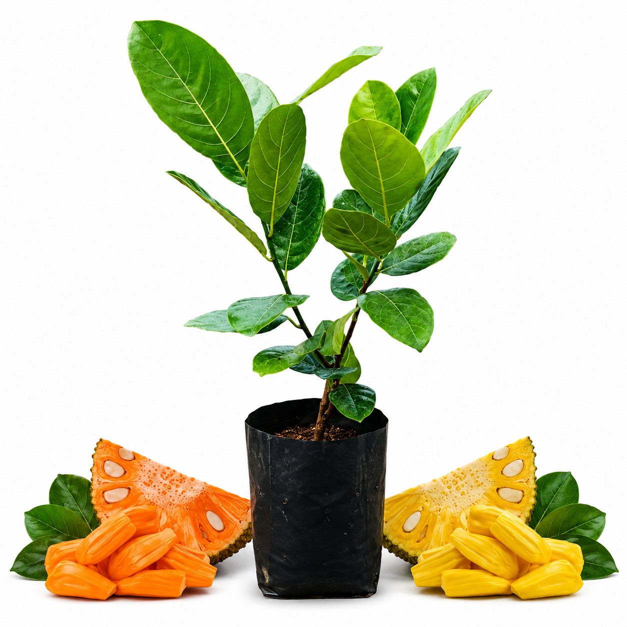 Jackfruit Sapling