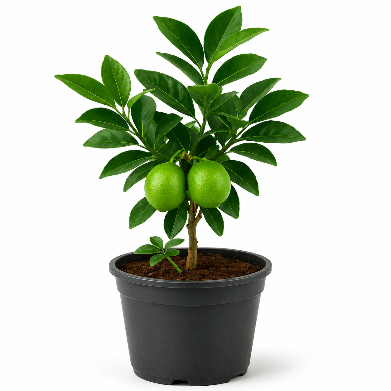 Lemon Sapling