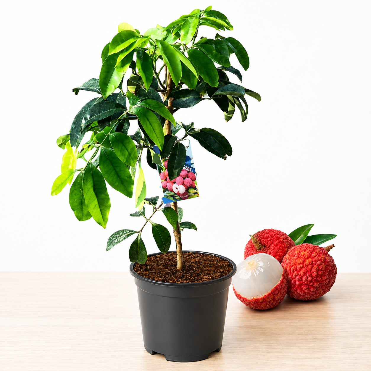 Litchi Sapling