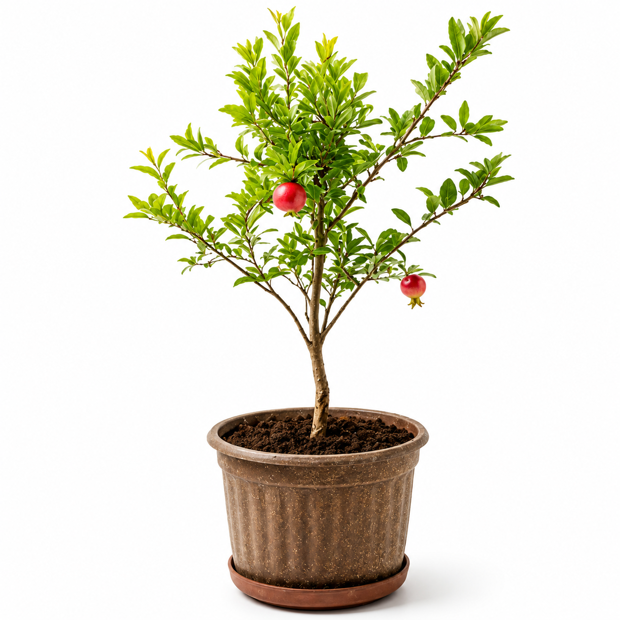 Pomegranate Sapling
