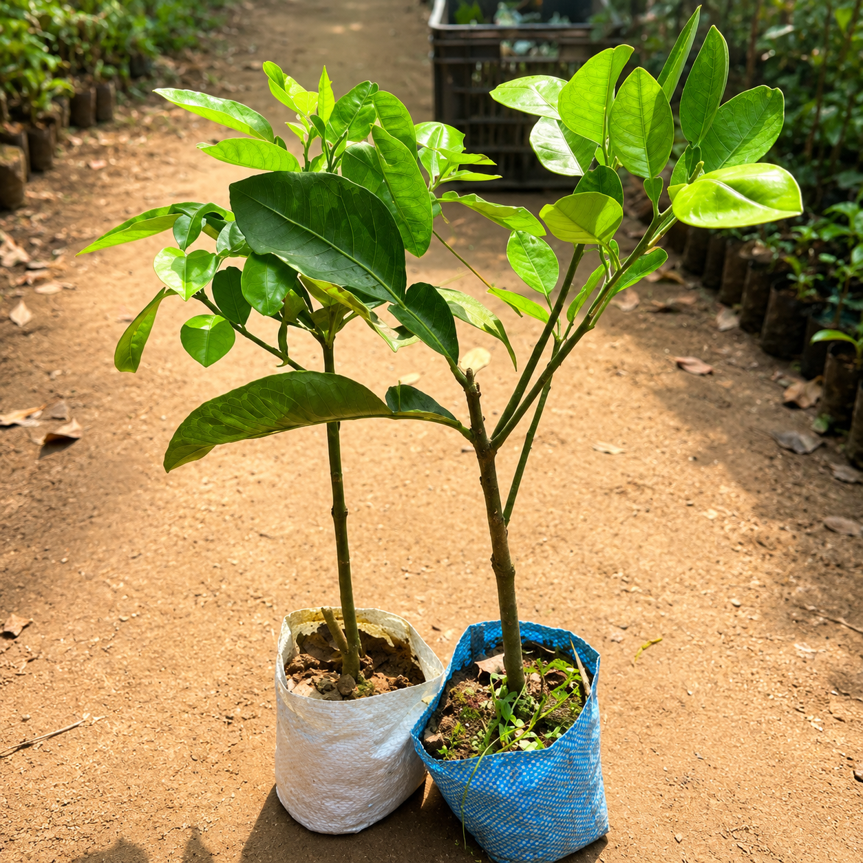 Pomelo Sapling