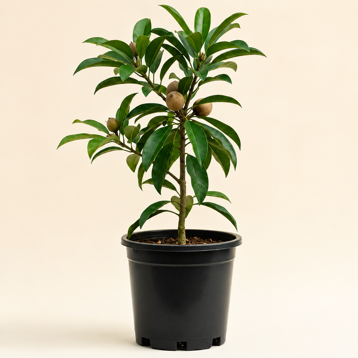 Sapota Sapling